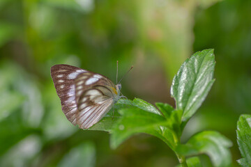 A brown and white mixed butterfly perched on a green creeping buttercup leaf