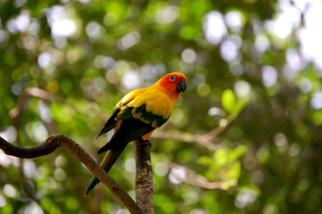Orange parrot in Australia.