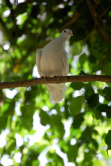 White dove in Australia.