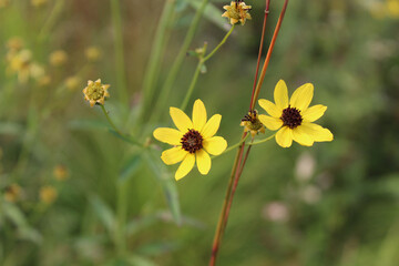 Tall coreopsis with older blooms at Somme Prairie Nature Preserve in Northbrook, Illinois