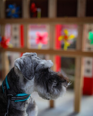 jack russell terrier