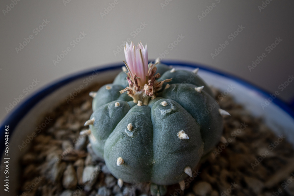 Sticker Closeup shot of peyote cactus o