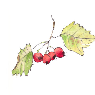 watercolor hawthorn berries and leaves clip art preview