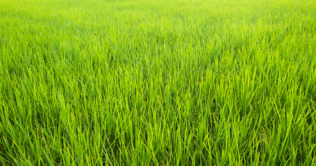 Rice is growth in the rice paddies.Bright green grass.The seedlings of rice are light green.