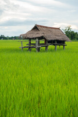 Fototapeta na wymiar The hut is made of zinc. Cabin in rice field.