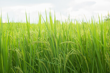 Rice in field conversion test at North Thailand,rice yellow color,Close up grain,abstract nature.Ear of rice in the field.