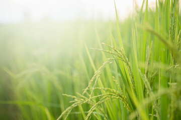 Rice in field conversion test at North Thailand, rice yellow color and copy space. Ear of golden rice in the organic asian rice farm and agriculture.