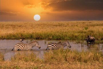 Zebras grazing in groups at sunset in Mara triangle during migration season