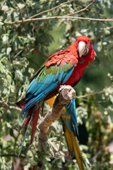 Plakat Scarlet Macaws, Ara macao, bird sitting on the branch. Macaw parrots in Costa Rica. Love scene from fain forest.