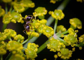A close-up view of an ant collecting pollen from yellow forest flowers