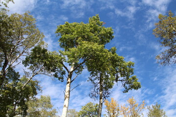 Trees Of Summer, Strathcona Wilderness Centre, Alberta
