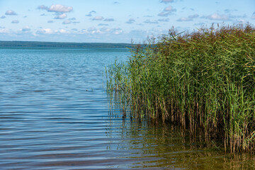 Fototapeta na wymiar reeds on the water