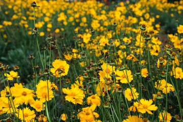 Yellow colored flower blooms like chamomile growing in garden