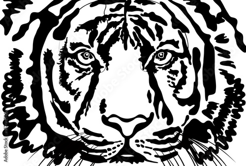 正面を向いている虎の顔のアップの白黒イラスト 葉書サイズ Wall Mural Dahlia