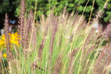 Reed grass flower on blurred background