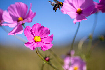 風景素材　爽やかな秋晴れの日の秋桜と熊蜂