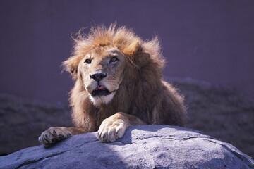 Naklejka premium 百獣の王ライオン