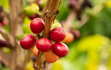 Red Coffee Beans at a Coffee Farm