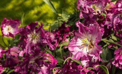 Beautiful Vibrant Tulips with Copy Space