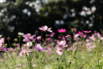 カラフルコスモス