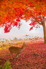 東大寺　大仏池の紅葉と鹿 1