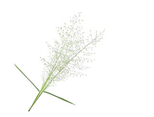 Wild grass flower isolated on white background