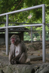 Naklejka premium 座っている猿