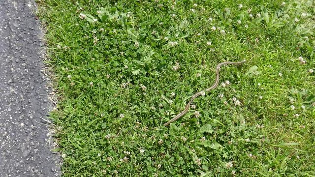 Snake crossing road into grass