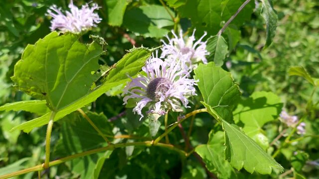 Wild bergamot flowers with small bee arriving