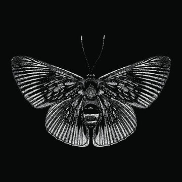 butterfly vector drawing illustration. vector isolated element on the black background.