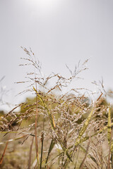 plant abstraction, depth of field, reed - grass family, autumn naturalistic landscape, dry grass. vertical, selective focus