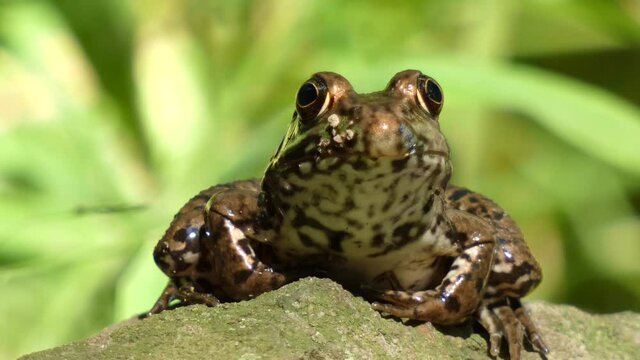 Frog sitting on rock looking at camera close-up