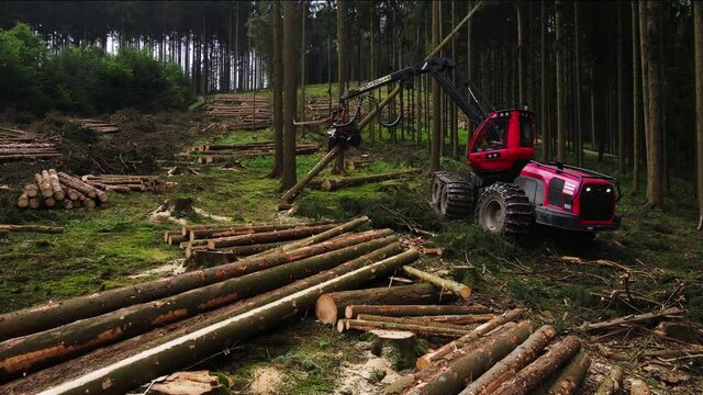 Close up forest harvester at work - processing spruce forest. Claw manipulator of industrial forest harvester. Mechanic tool for gripping trunks and cut to length logs before stacking.