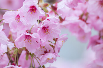 桜の花　春のイメージ