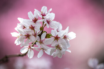 桜の花　春のイメージ