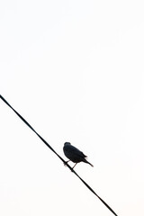 電線に止まる野鳥　シンプル