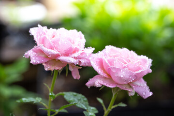 バラの花　屋外撮影