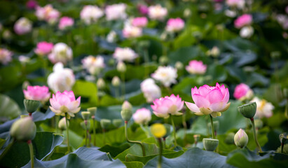 蓮の花　夏のイメージ