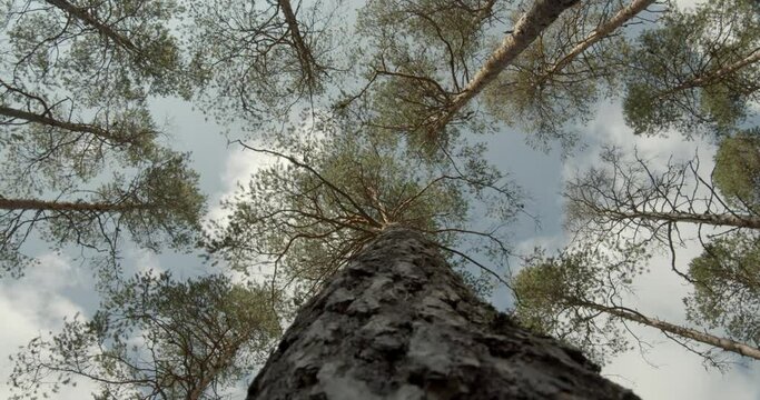 Tree in a forest of sweden, filmed from below