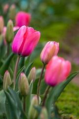 チューリップの花　春のイメージ