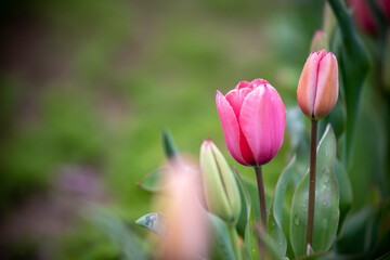 Fototapeta premium チューリップの花 春のイメージ