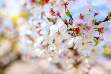 桜の花　春のイメージ