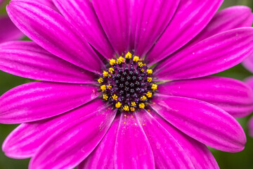 デイジーの花　春のイメージ