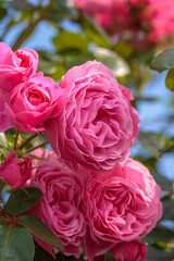 バラの花　屋外撮影