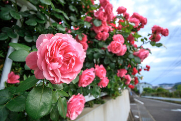 バラの花　屋外撮影