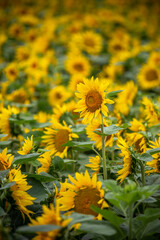 ひまわりの花　夏のイメージ