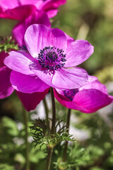 アネモネの花　春のイメージ