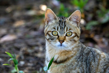 野良猫のポートレート
