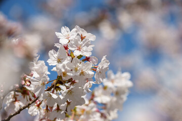 桜の花　春のイメージ