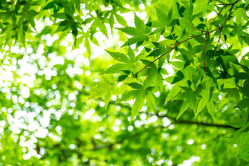 Fototapeta na wymiar 緑のモミジ　初夏のイメージ